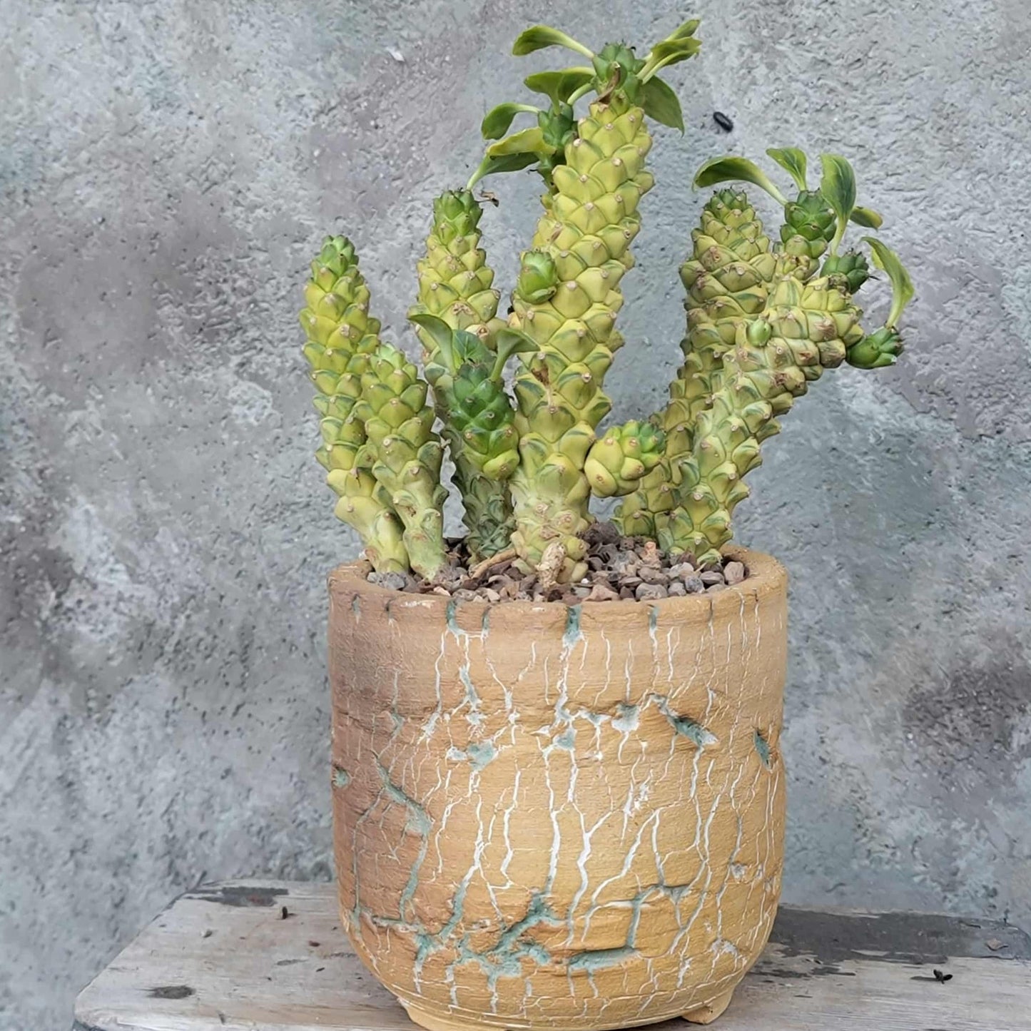 Monadenium ritchiei - Euphorbia ritchiei - XL