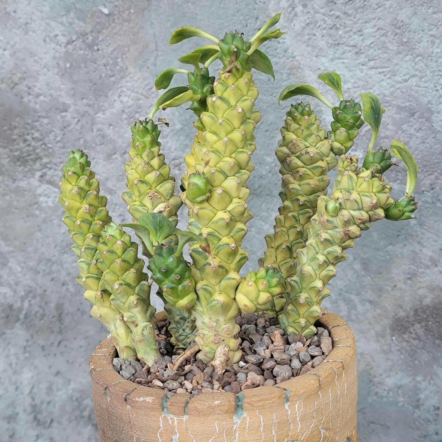 Monadenium ritchiei - Euphorbia ritchiei - XL