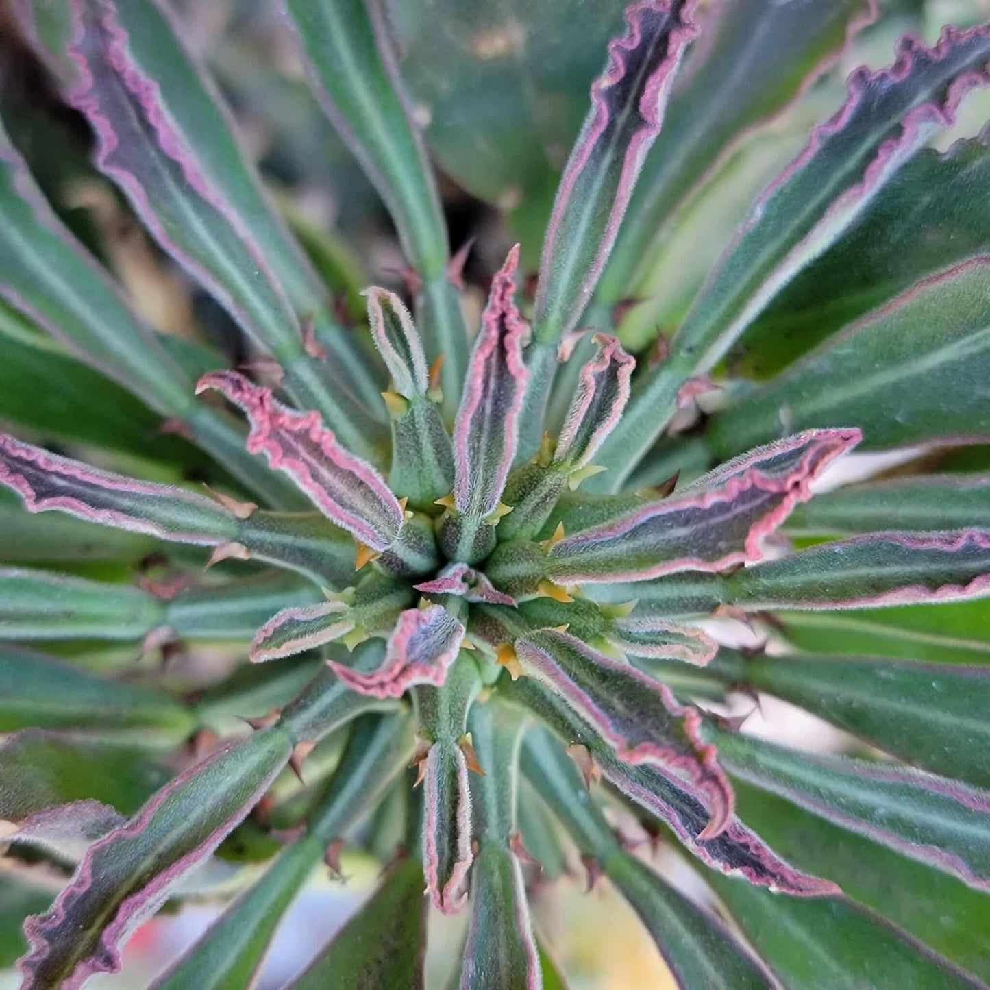 Monadenium schubei ‘Tanzania Red’ - 5 Heads