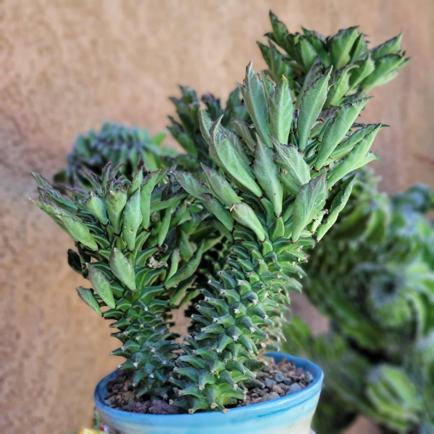 Monadenium schubei ‘Tanzania Red’ - 5 Heads