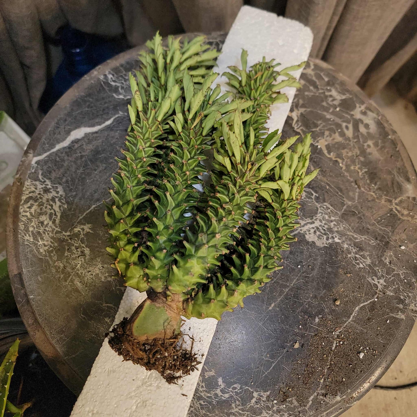 Monadenium schubei ‘Tanzania Red’ - 8 Heads