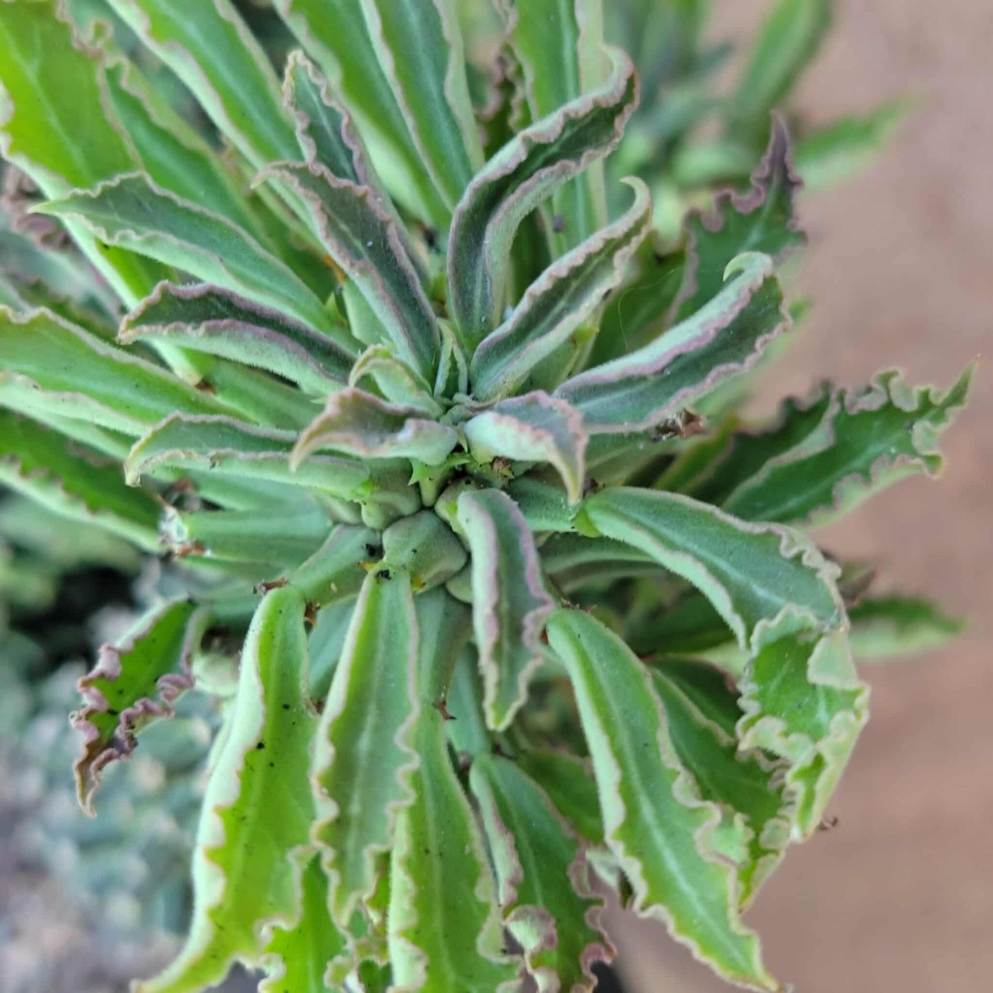 Monadenium schubei ‘Tanzania Red’ - 8 Heads
