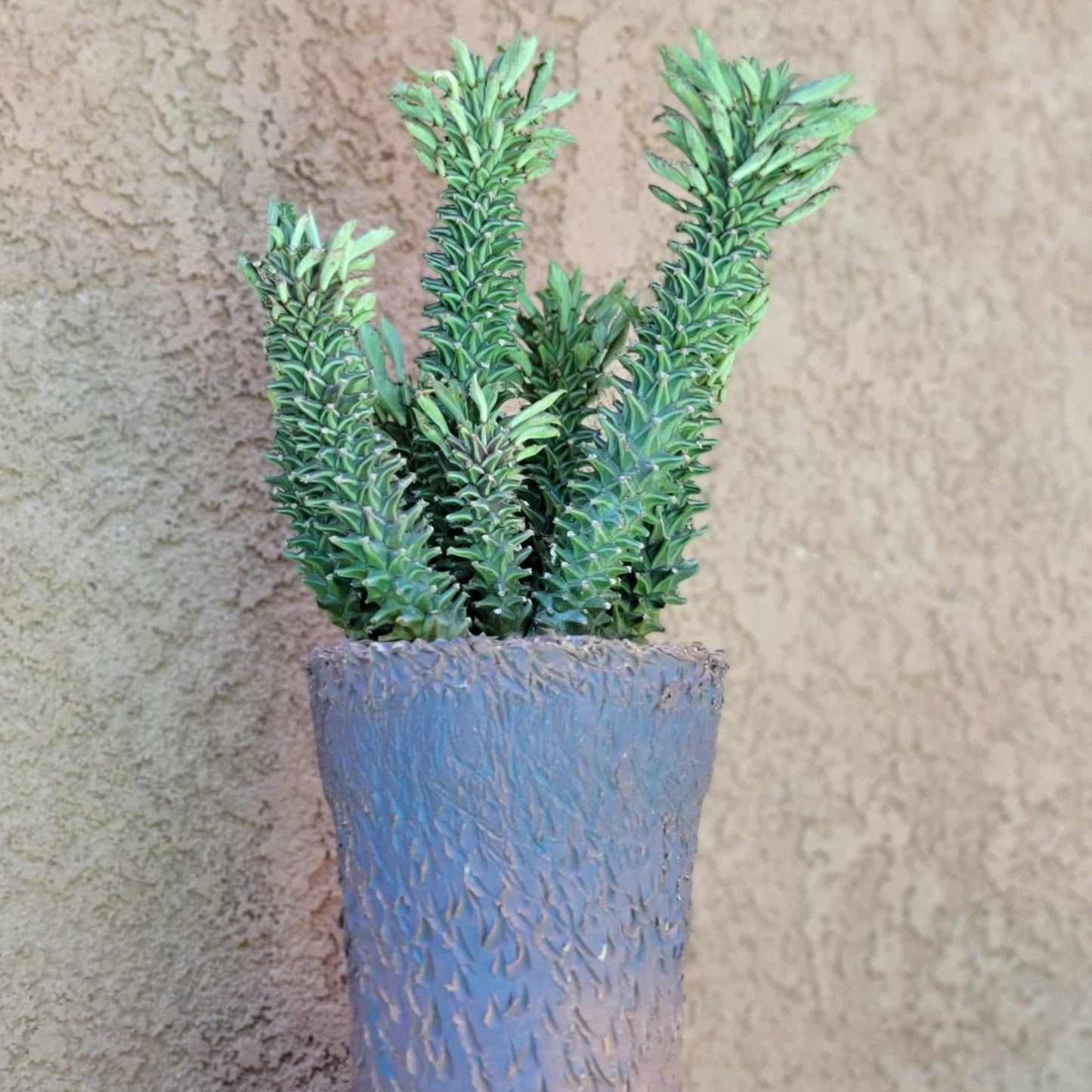 Monadenium schubei ‘Tanzania Red’ - 8 Heads