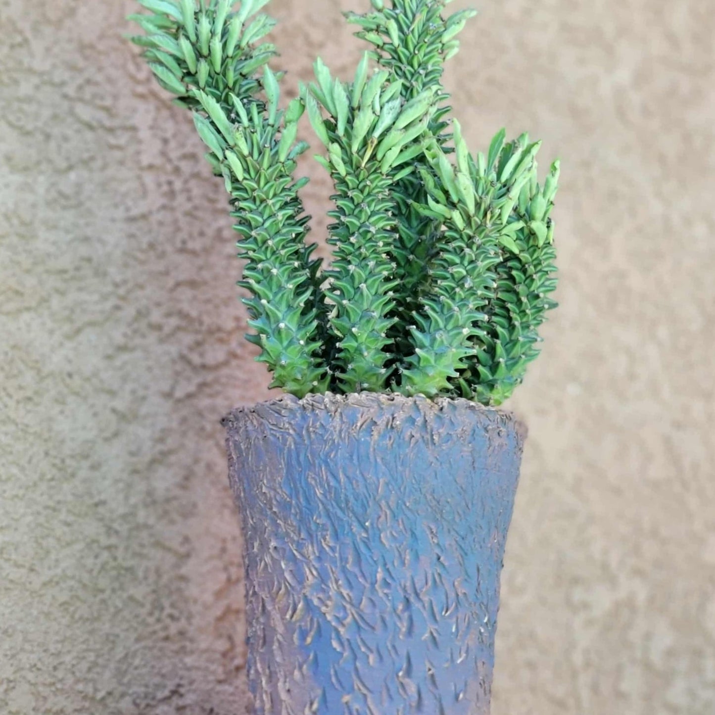 Monadenium schubei ‘Tanzania Red’ - 8 Heads