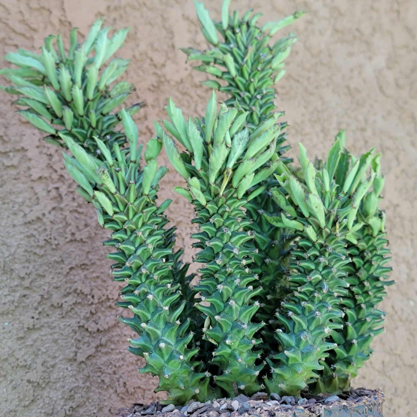 Monadenium schubei ‘Tanzania Red’ - 8 Heads