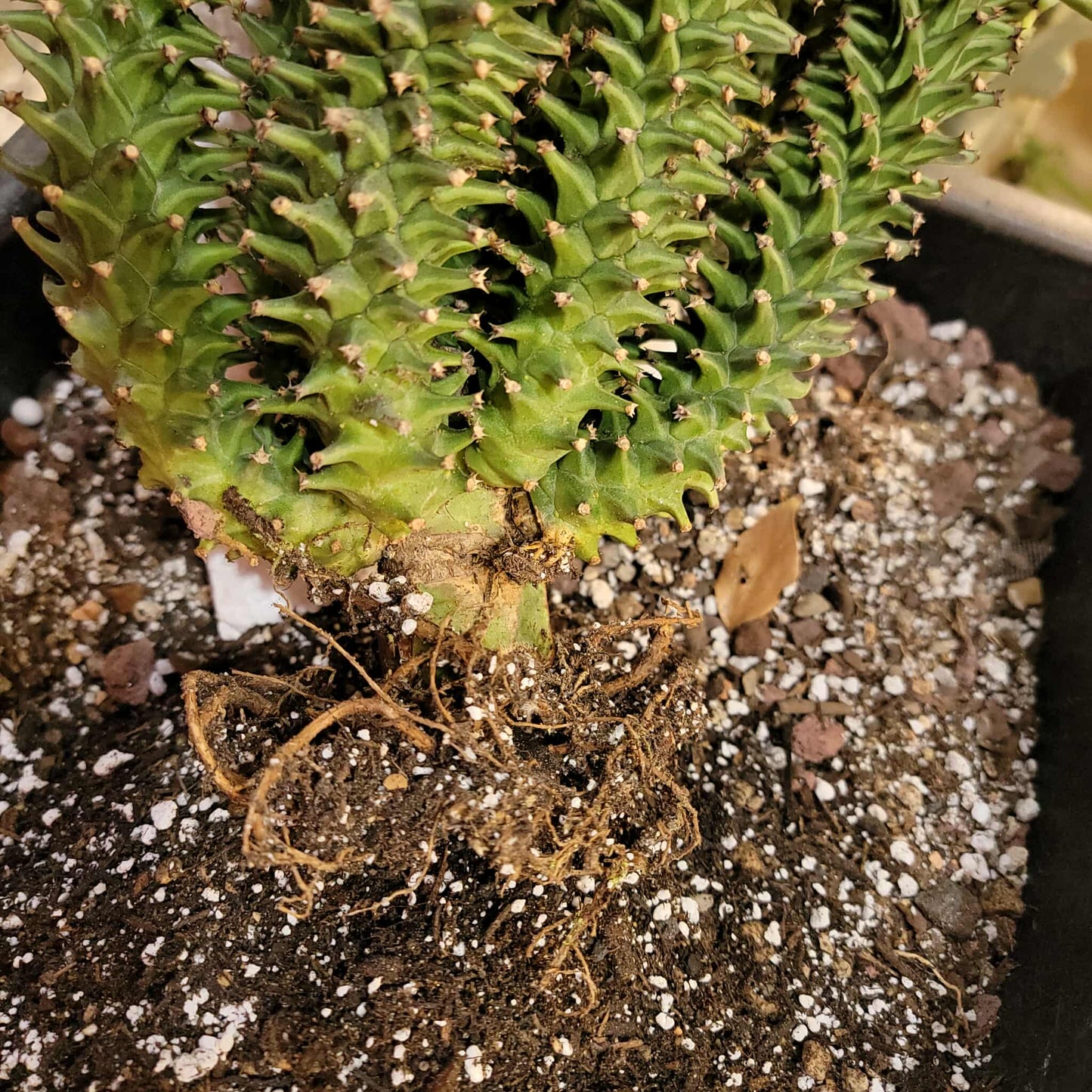 Monadenium schubei ‘Tanzania Red’ - 9 Heads + Baby!