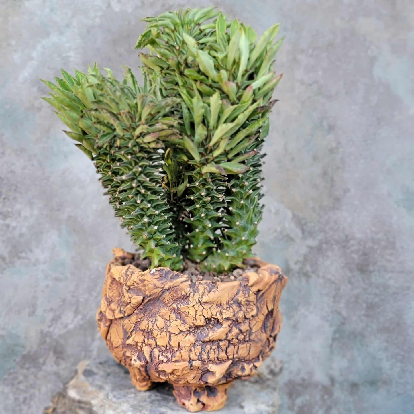 Monadenium schubei ‘Tanzania Red’ - 9 Heads + Baby!