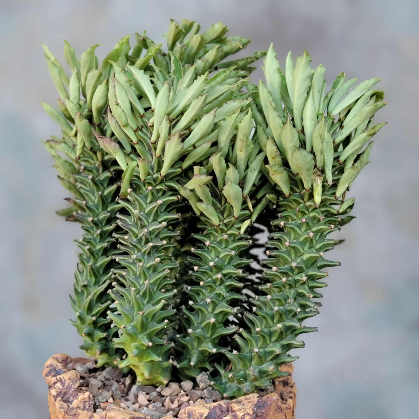 Monadenium schubei ‘Tanzania Red’ - 9 Heads + Baby!