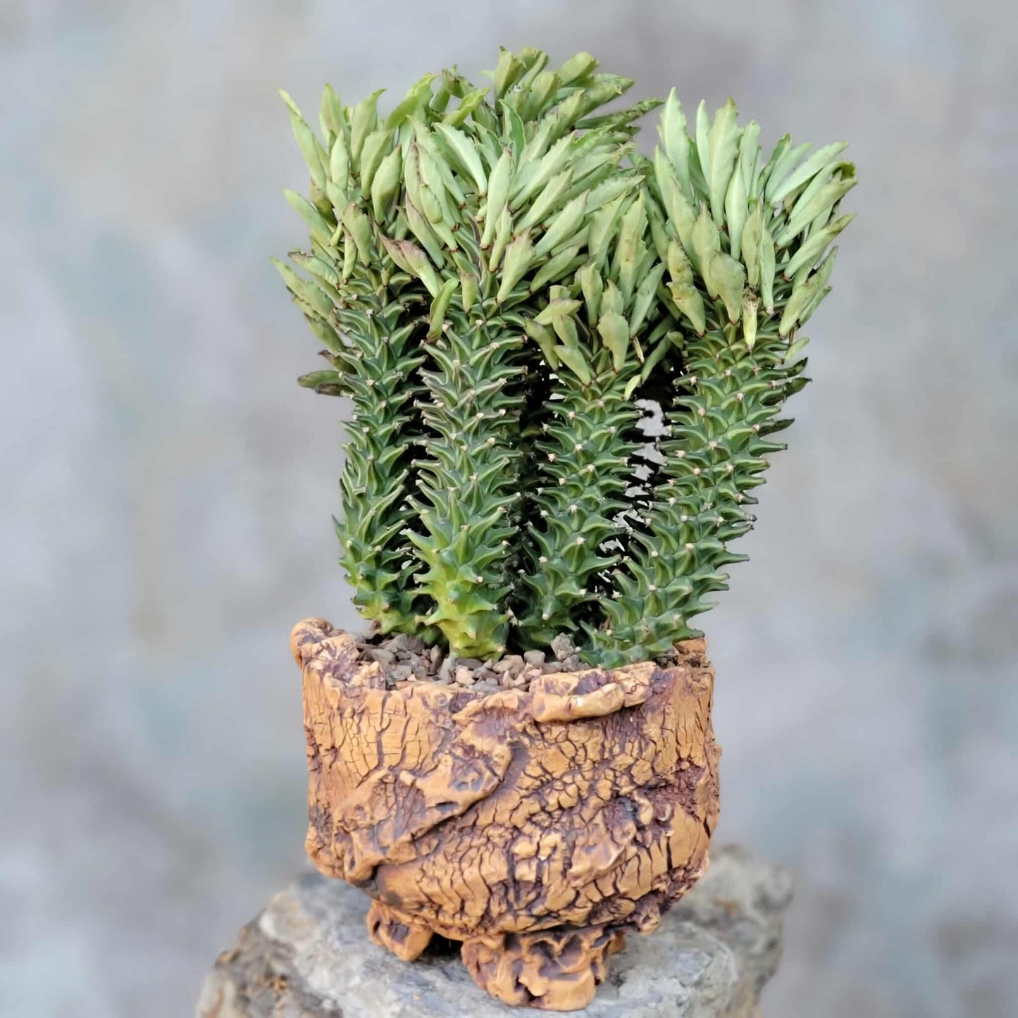 Monadenium schubei ‘Tanzania Red’ - 9 Heads + Baby!