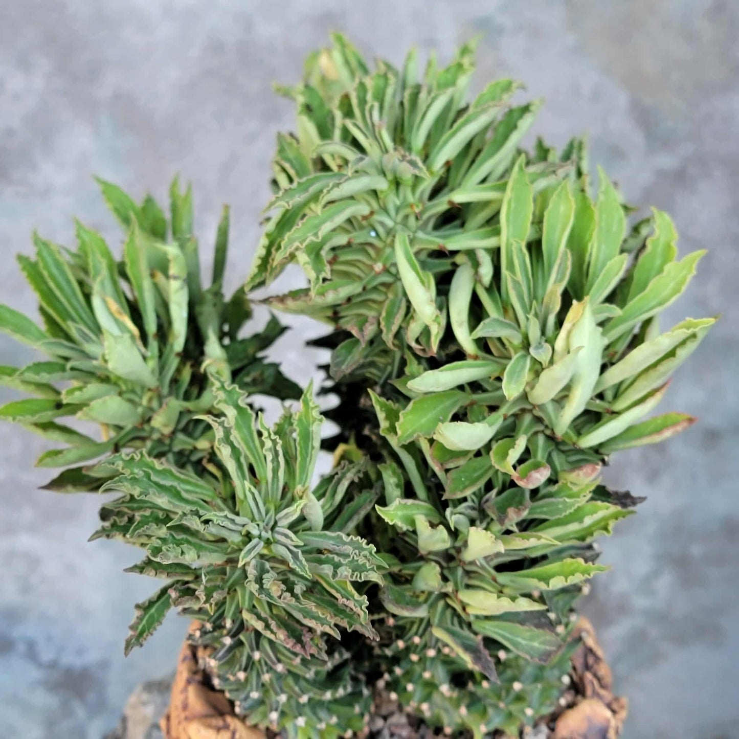 Monadenium schubei ‘Tanzania Red’ - 9 Heads + Baby!