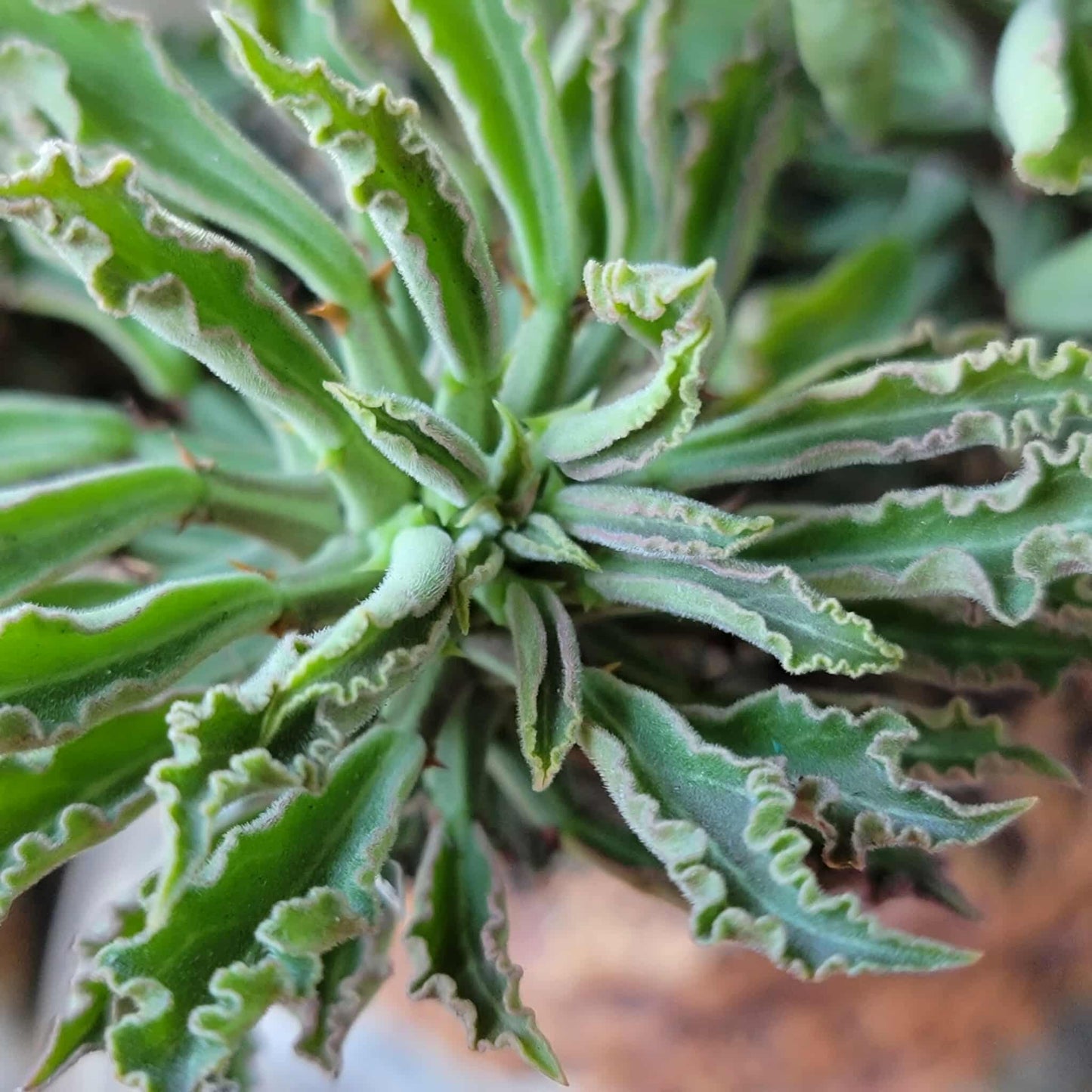 Monadenium schubei ‘Tanzania Red’ - 9 Heads + Baby!