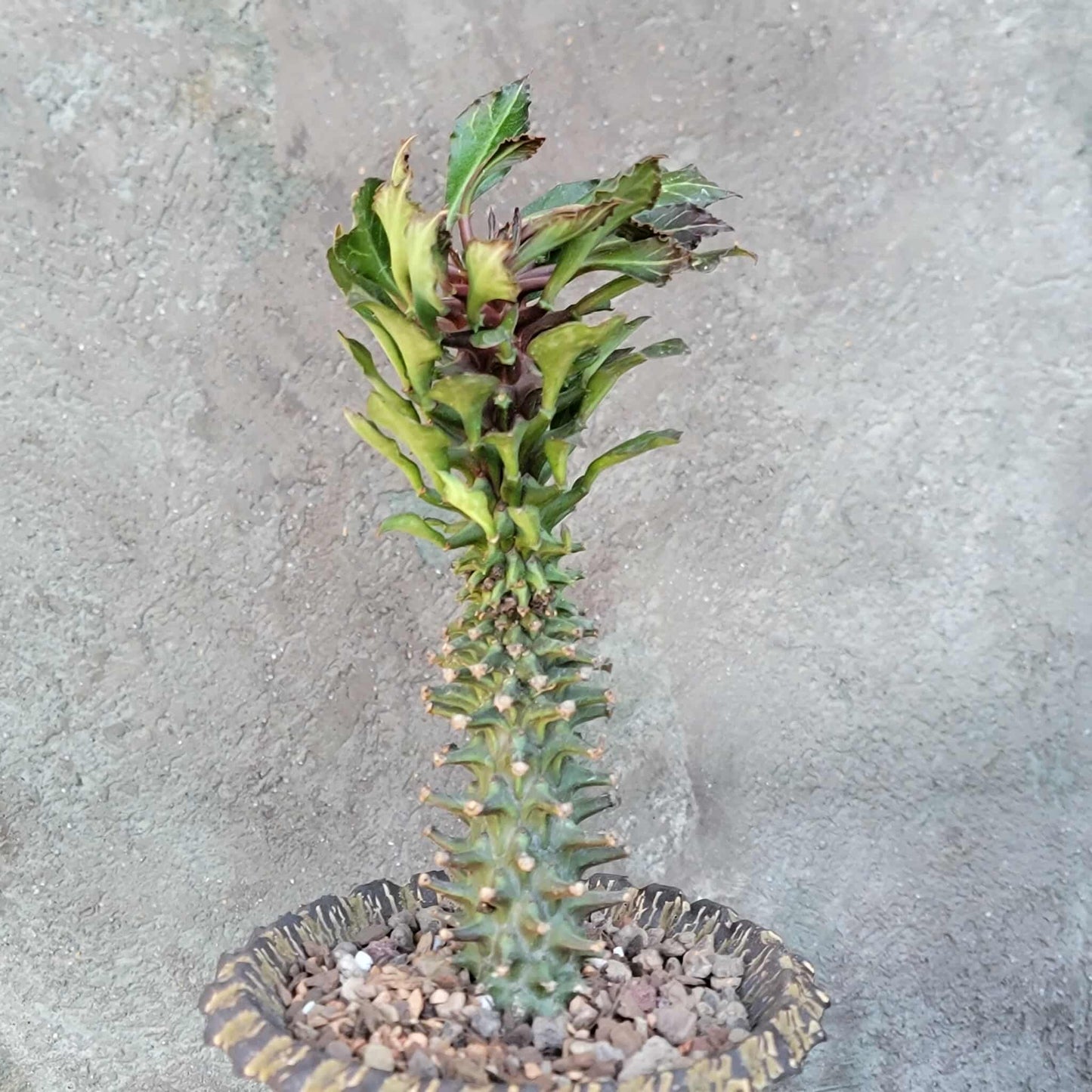 Monadenium schubei ‘Tanzania Red’