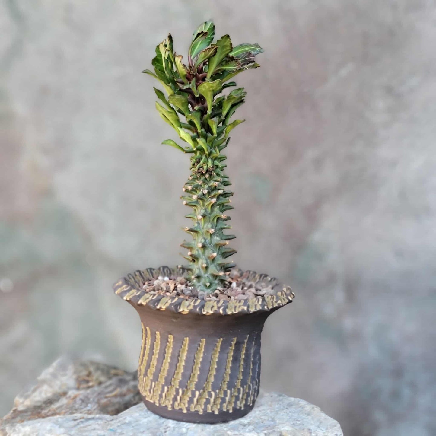 Monadenium schubei ‘Tanzania Red’