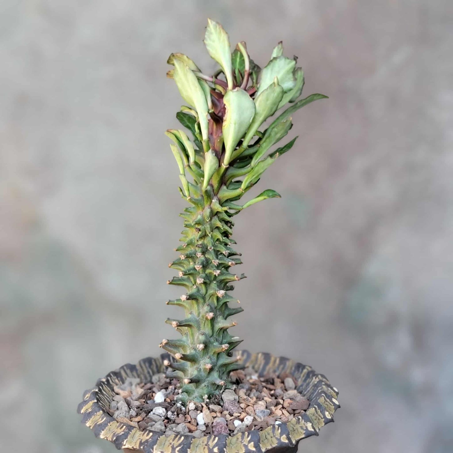 Monadenium schubei ‘Tanzania Red’