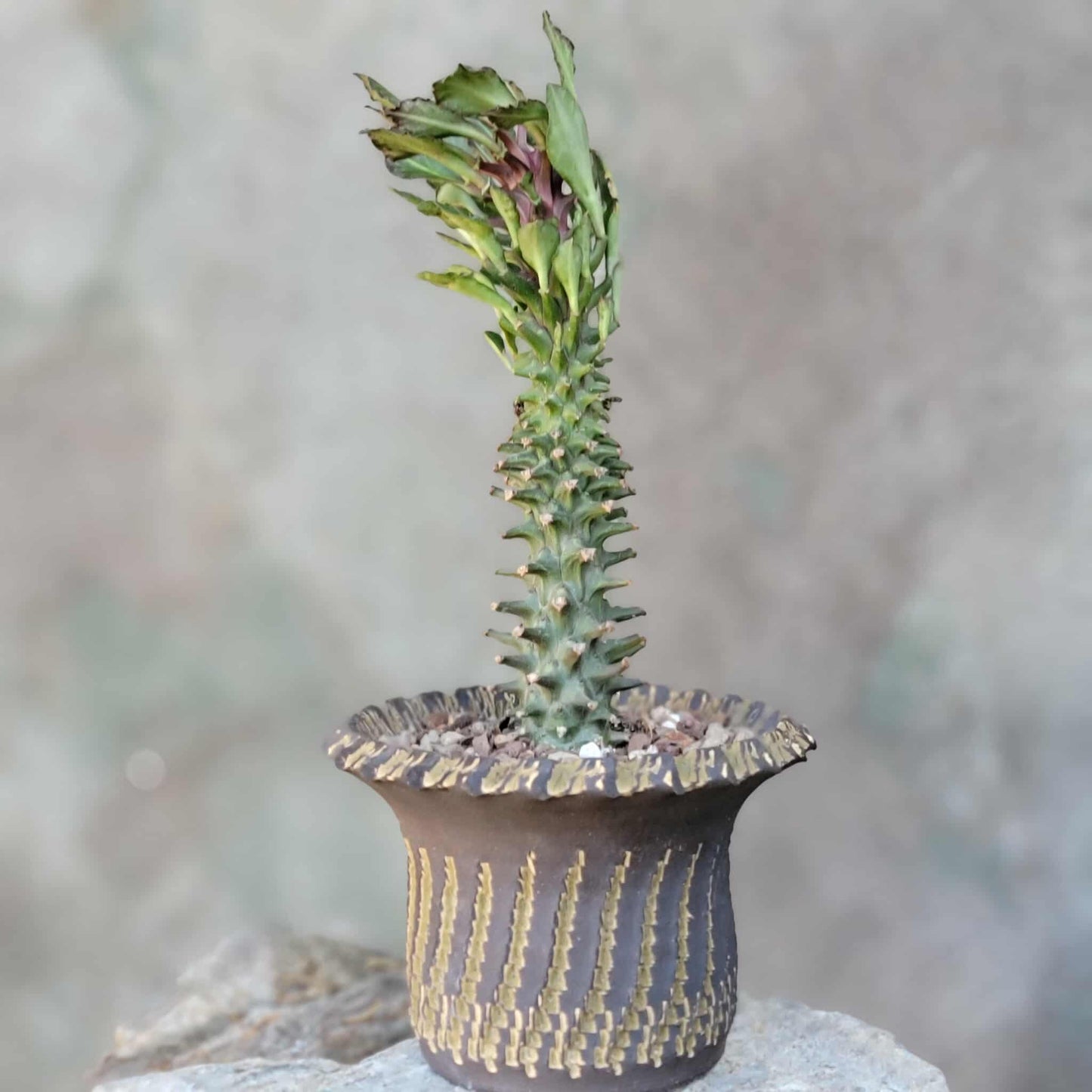 Monadenium schubei ‘Tanzania Red’