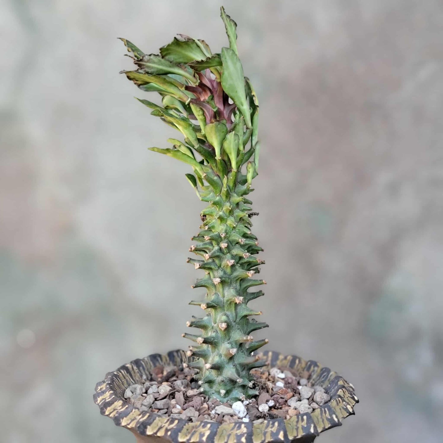 Monadenium schubei ‘Tanzania Red’