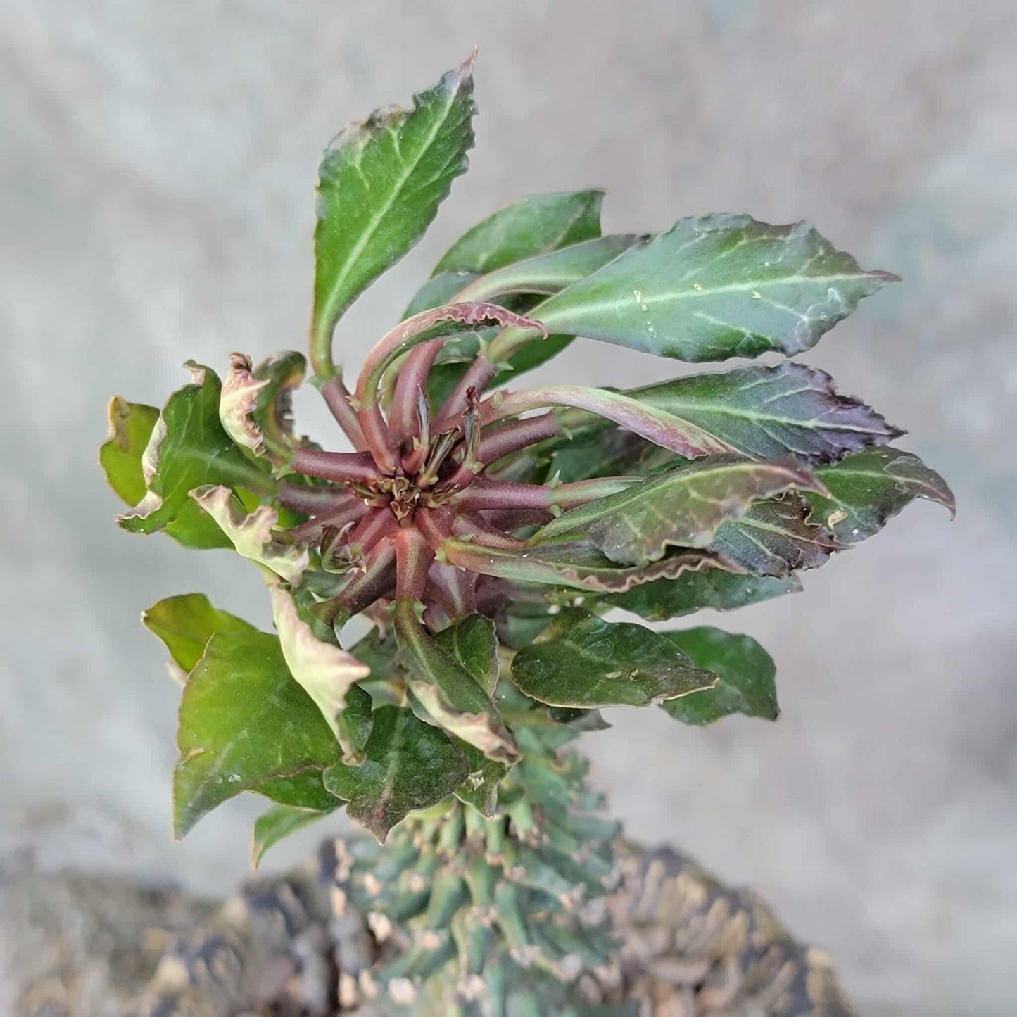 Monadenium schubei ‘Tanzania Red’