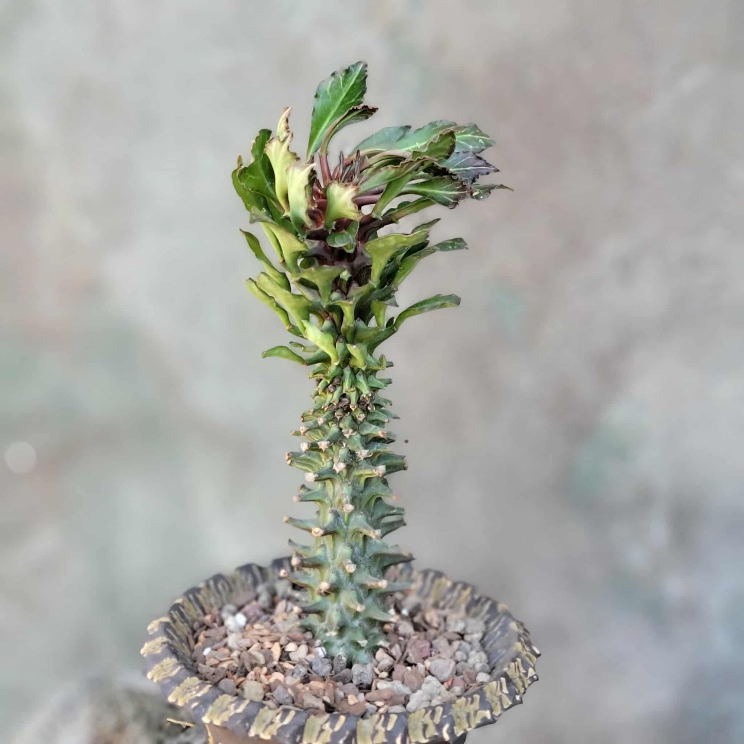 Monadenium schubei ‘Tanzania Red’
