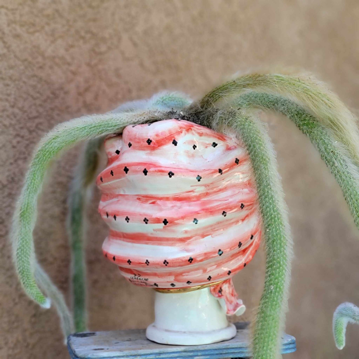 Moor's Head Atena - King - Gold Polka Dots