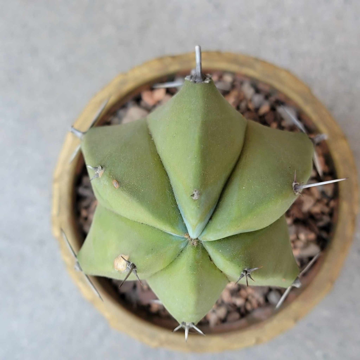 Myrtillocactus geometrizans – Blue Myrtle