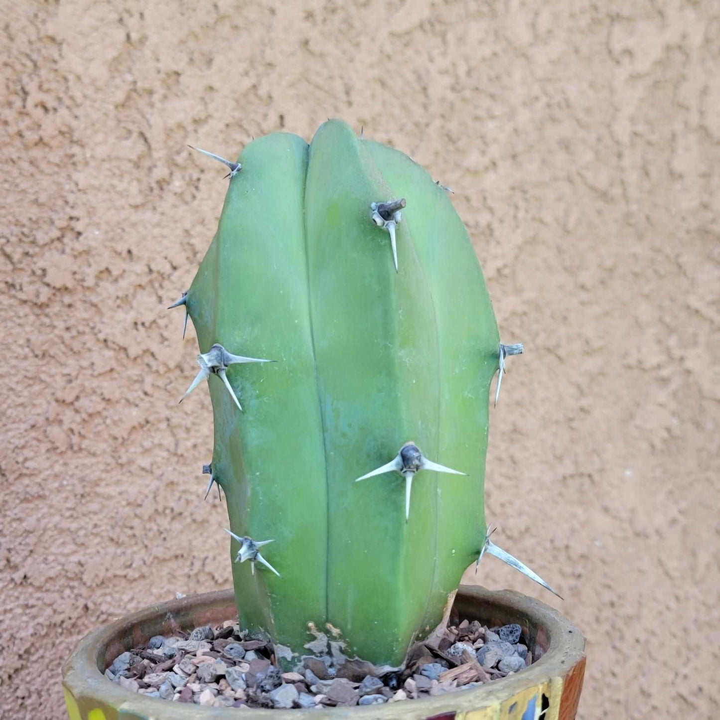 Myrtillocactus geometrizans – Blue Myrtle