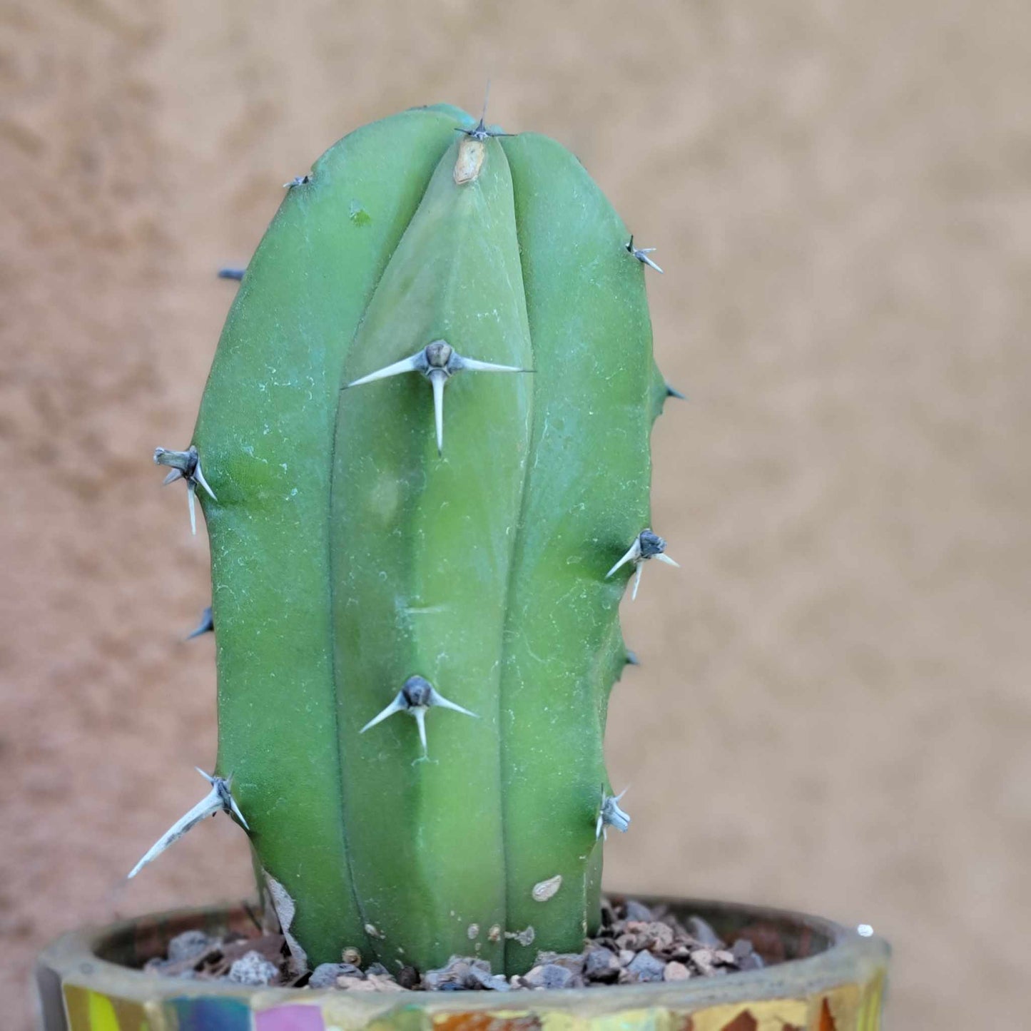 Myrtillocactus geometrizans – Blue Myrtle