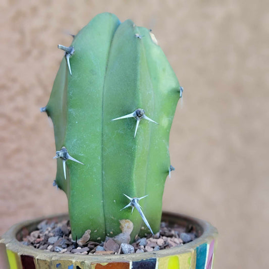 Myrtillocactus geometrizans – Blue Myrtle