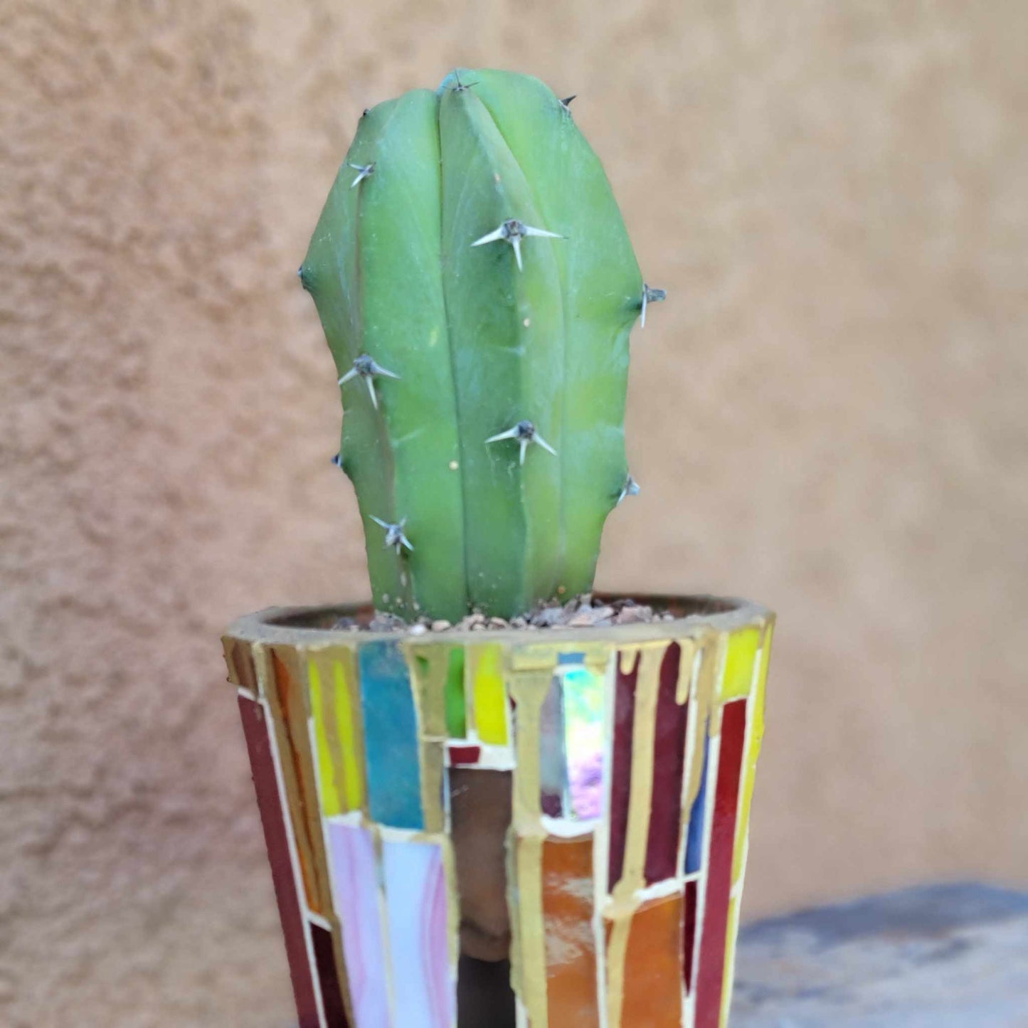 Myrtillocactus geometrizans – Blue Myrtle