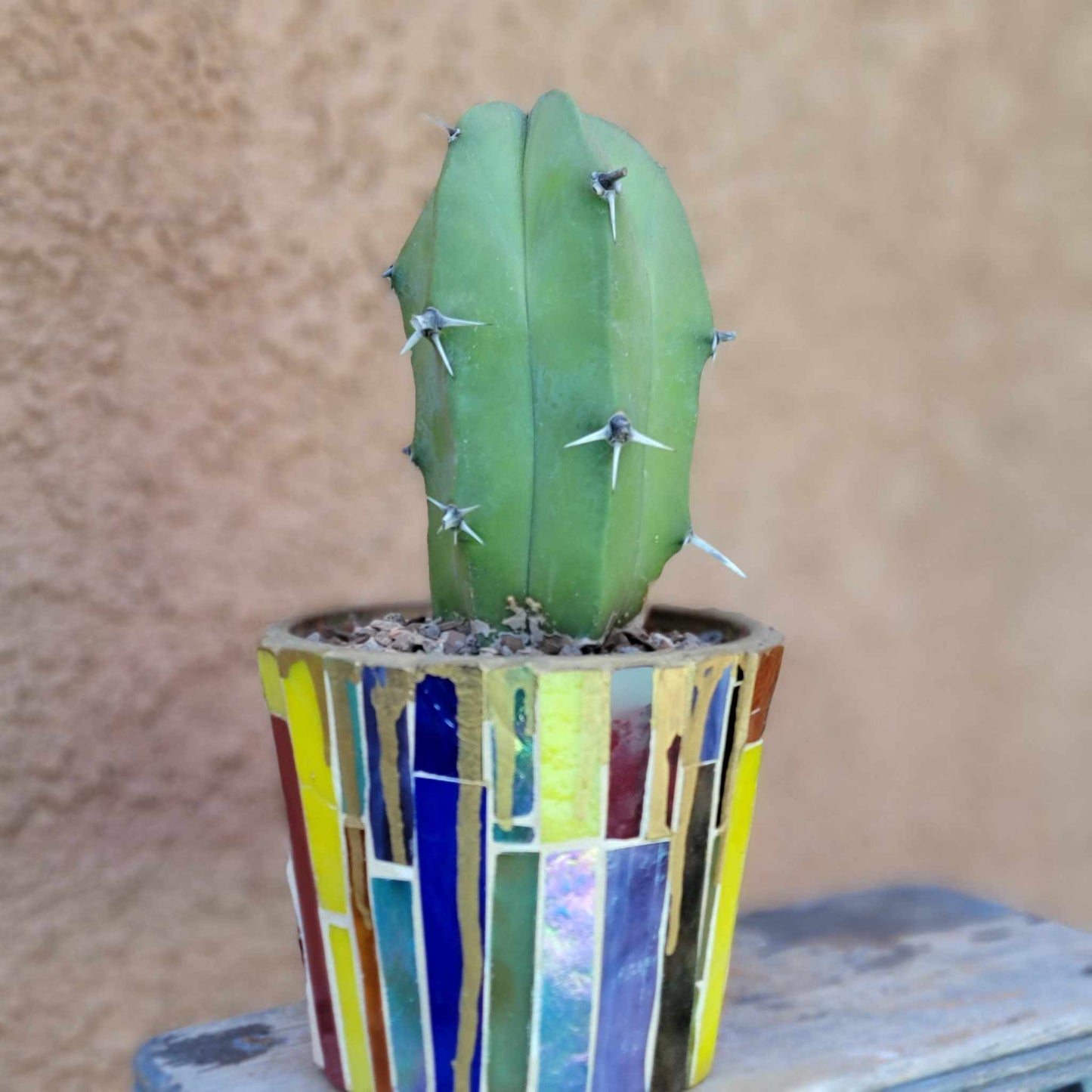 Myrtillocactus geometrizans – Blue Myrtle