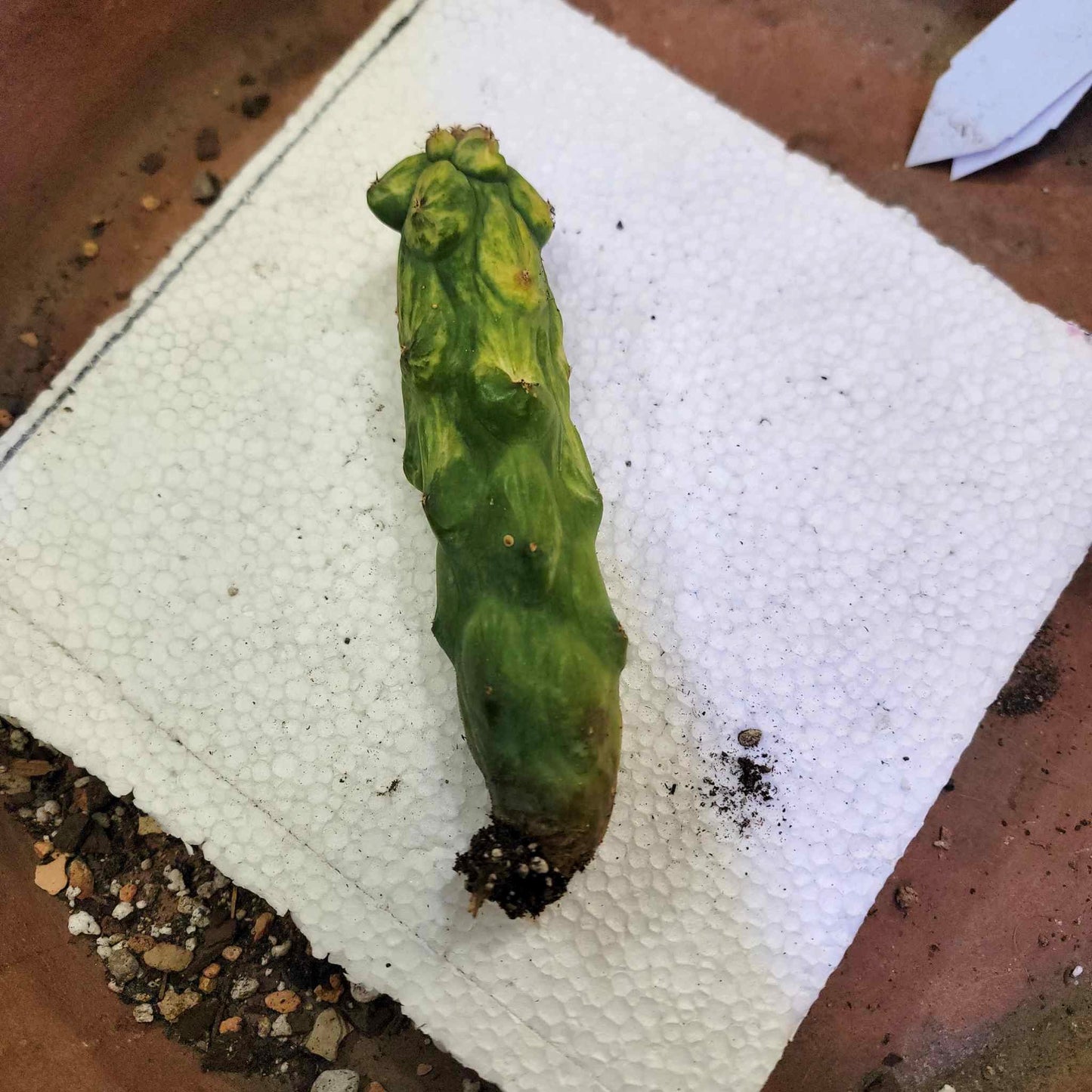 Myrtillocactus geometrizans 'Fukurokuryuzinboku - Variegated Boobie Cactus