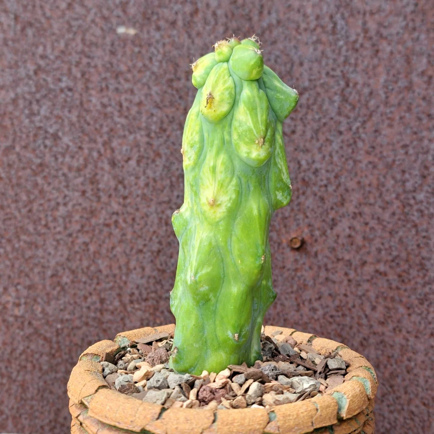 Myrtillocactus geometrizans 'Fukurokuryuzinboku - Variegated Boobie Cactus
