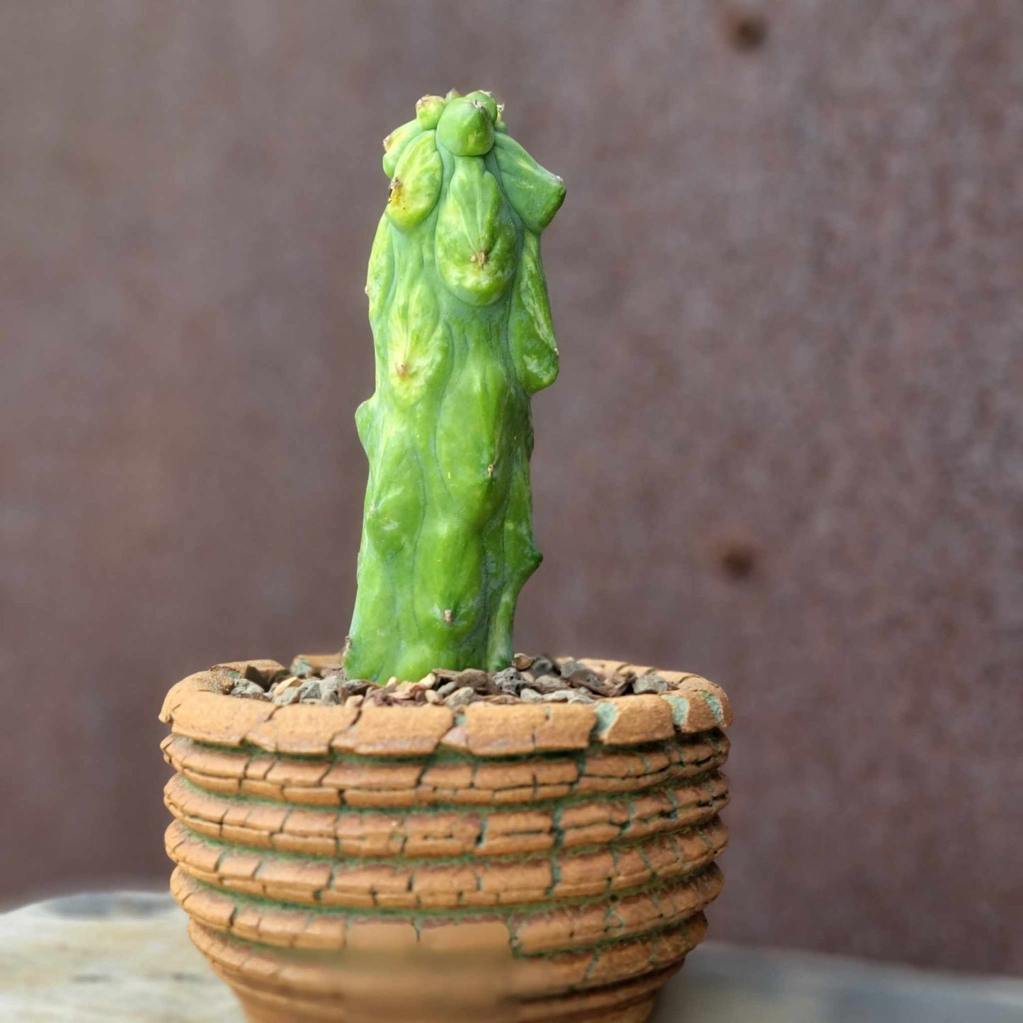 Myrtillocactus geometrizans 'Fukurokuryuzinboku - Variegated Boobie Cactus