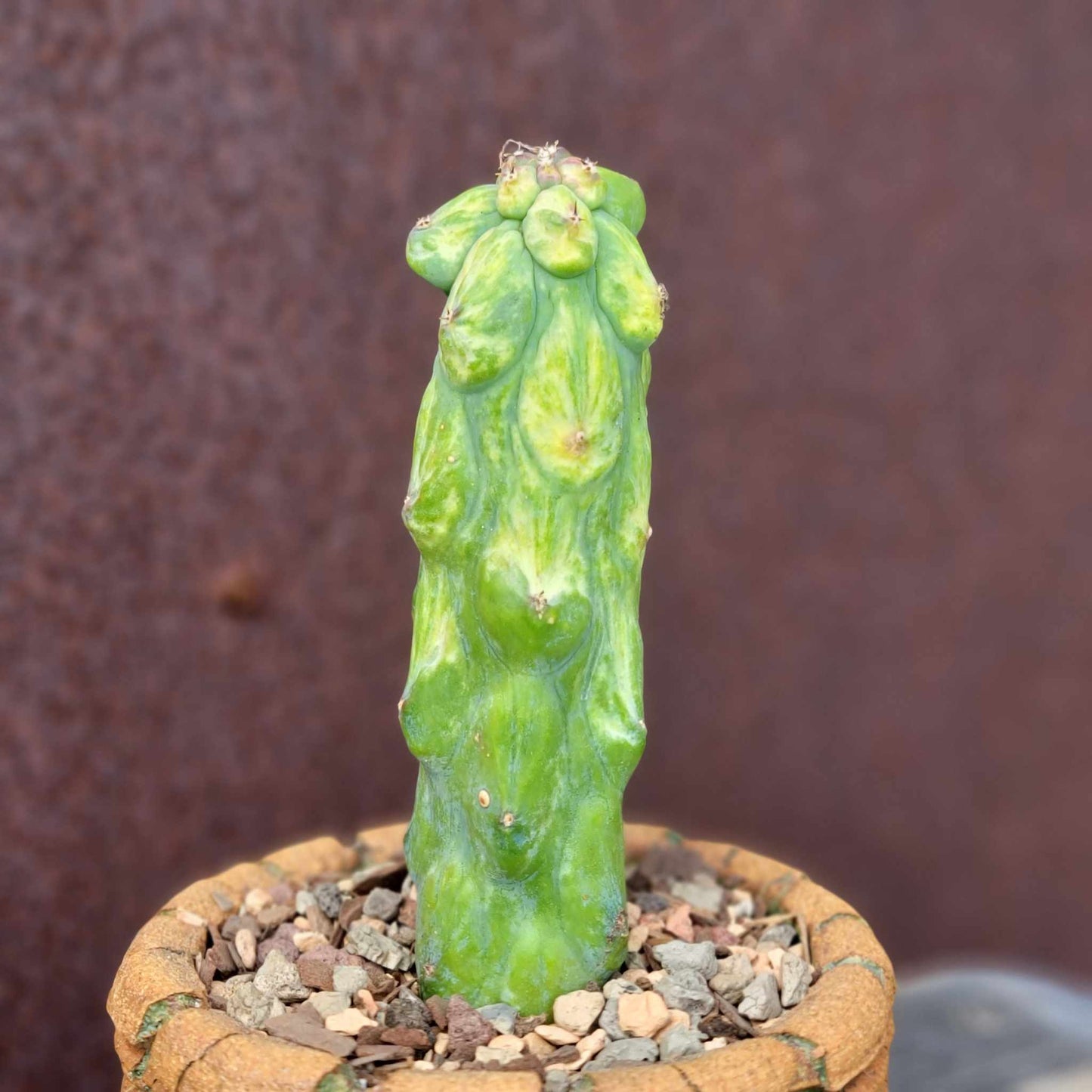 Myrtillocactus geometrizans 'Fukurokuryuzinboku - Variegated Boobie Cactus