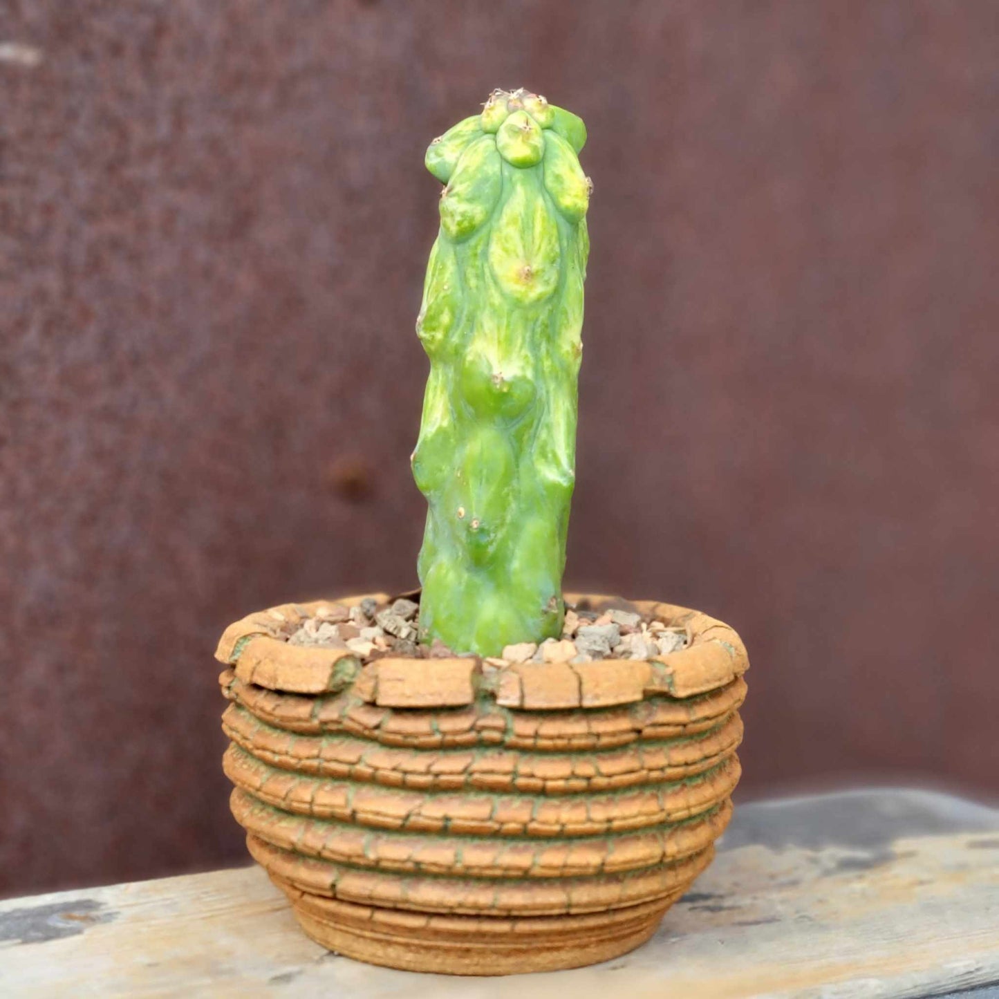 Myrtillocactus geometrizans 'Fukurokuryuzinboku - Variegated Boobie Cactus
