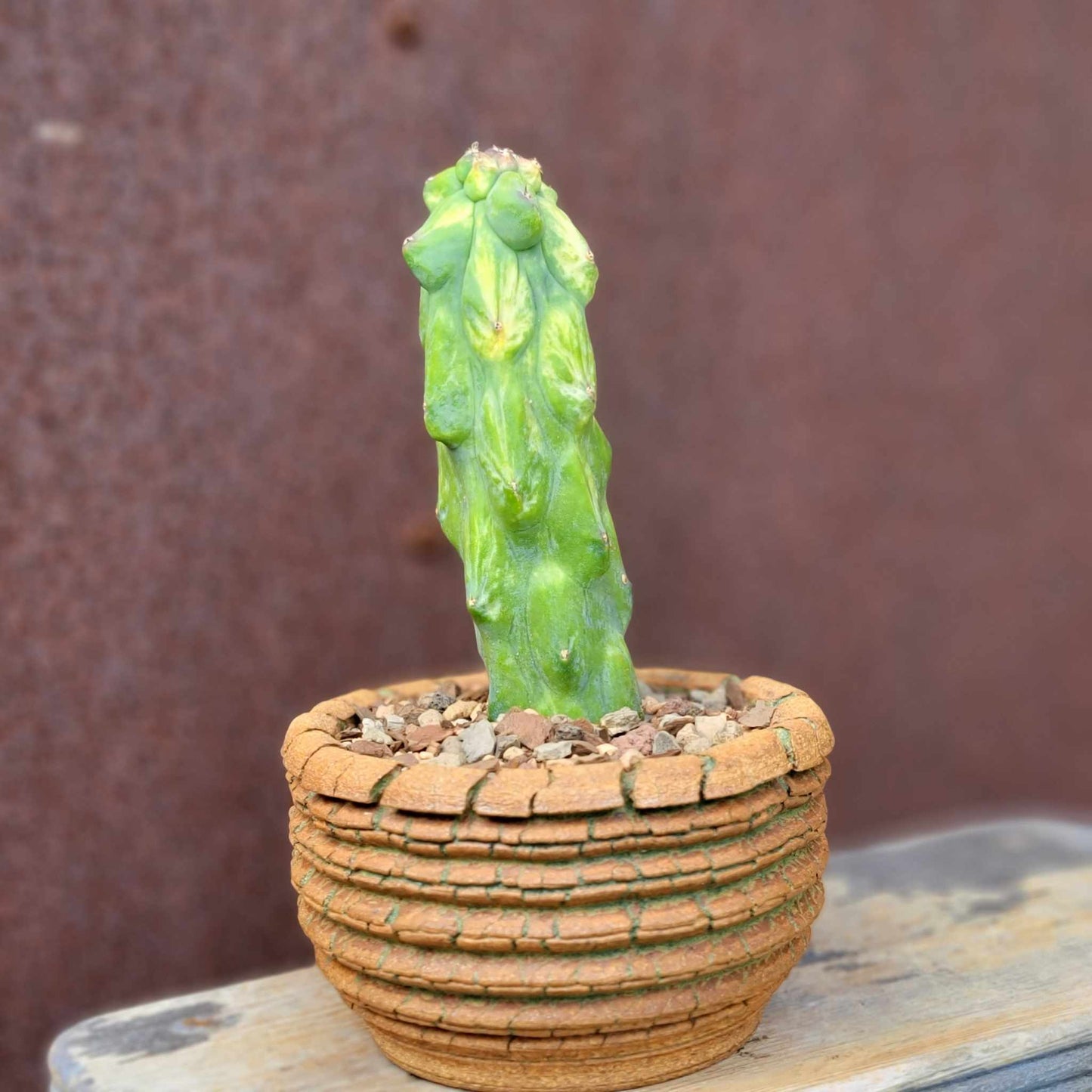 Myrtillocactus geometrizans 'Fukurokuryuzinboku - Variegated Boobie Cactus