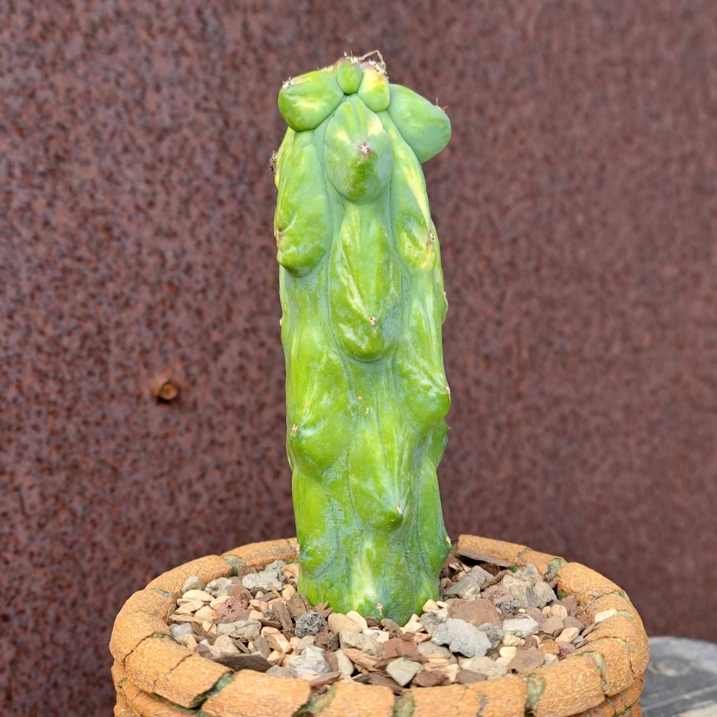 Myrtillocactus geometrizans 'Fukurokuryuzinboku - Variegated Boobie Cactus