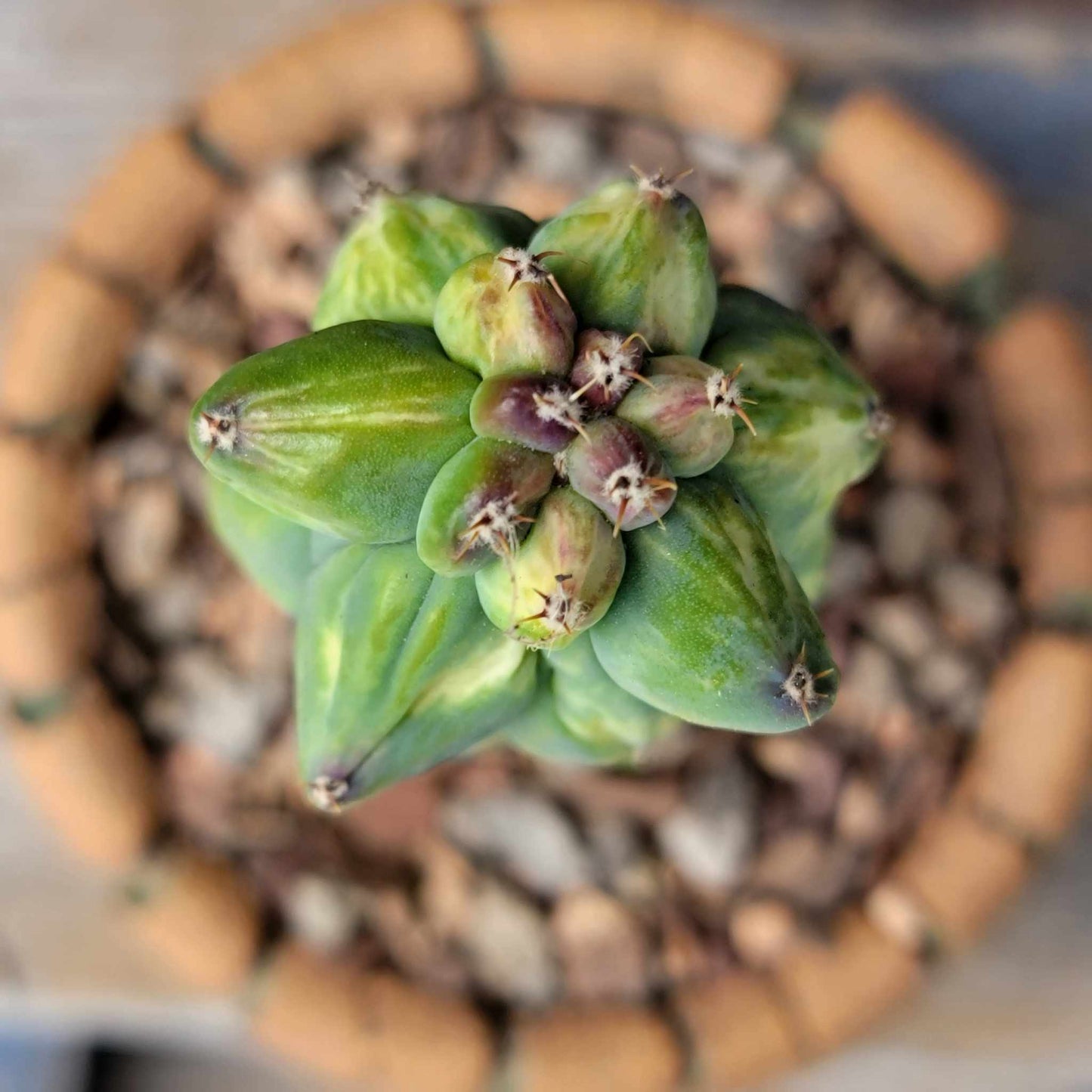 Myrtillocactus geometrizans 'Fukurokuryuzinboku - Variegated Boobie Cactus