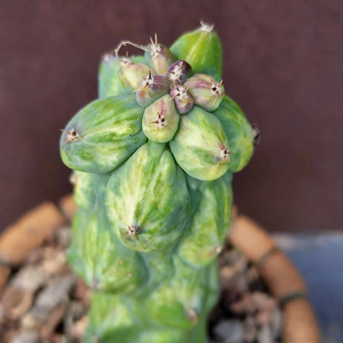 Myrtillocactus geometrizans 'Fukurokuryuzinboku - Variegated Boobie Cactus