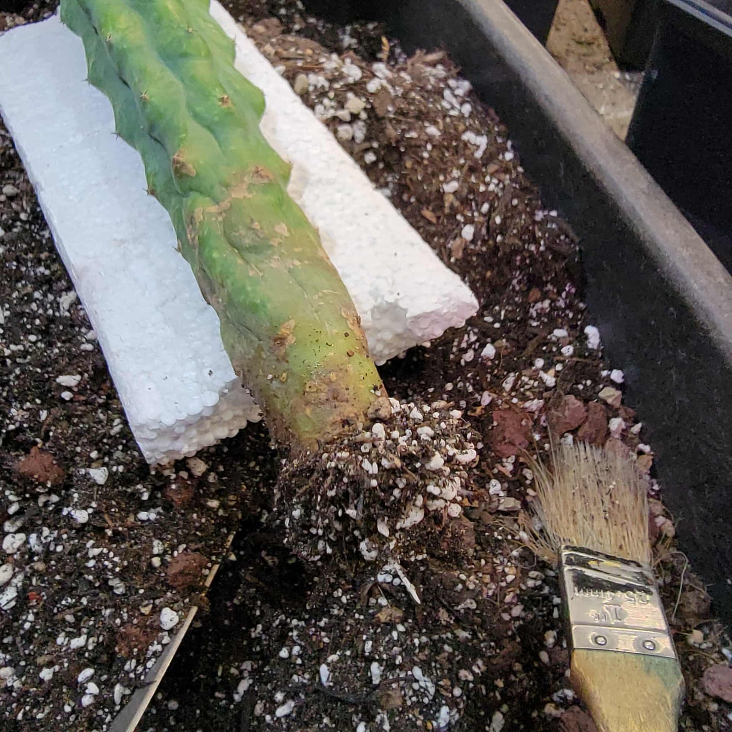 Myrtillocactus geometrizans 'Fukurokuryuzinboku' - Variegated Boobie Cactus - BIG