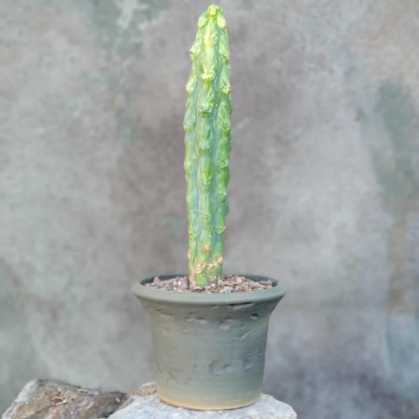 Myrtillocactus geometrizans 'Fukurokuryuzinboku' - Variegated Boobie Cactus - BIG