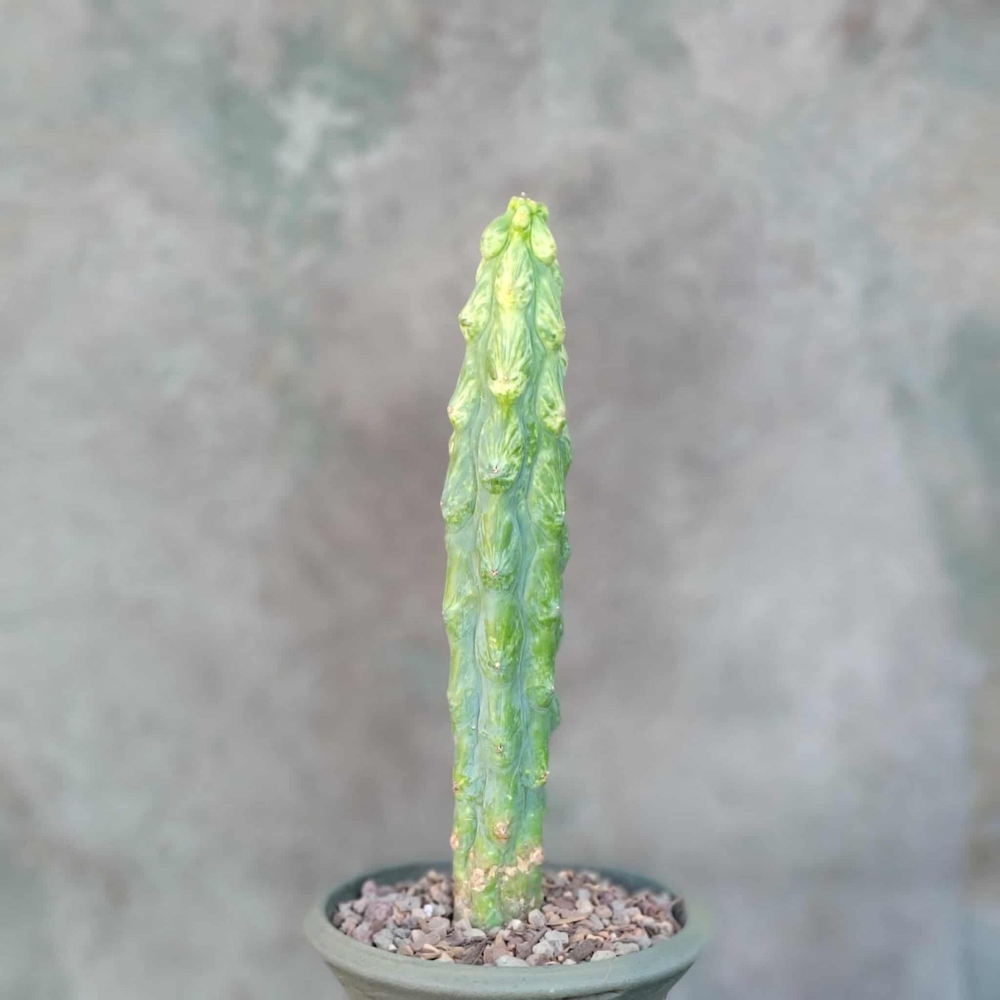Myrtillocactus geometrizans 'Fukurokuryuzinboku' - Variegated Boobie Cactus - BIG
