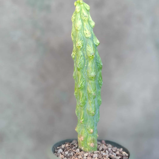 Myrtillocactus geometrizans 'Fukurokuryuzinboku' - Variegated Boobie Cactus - BIG