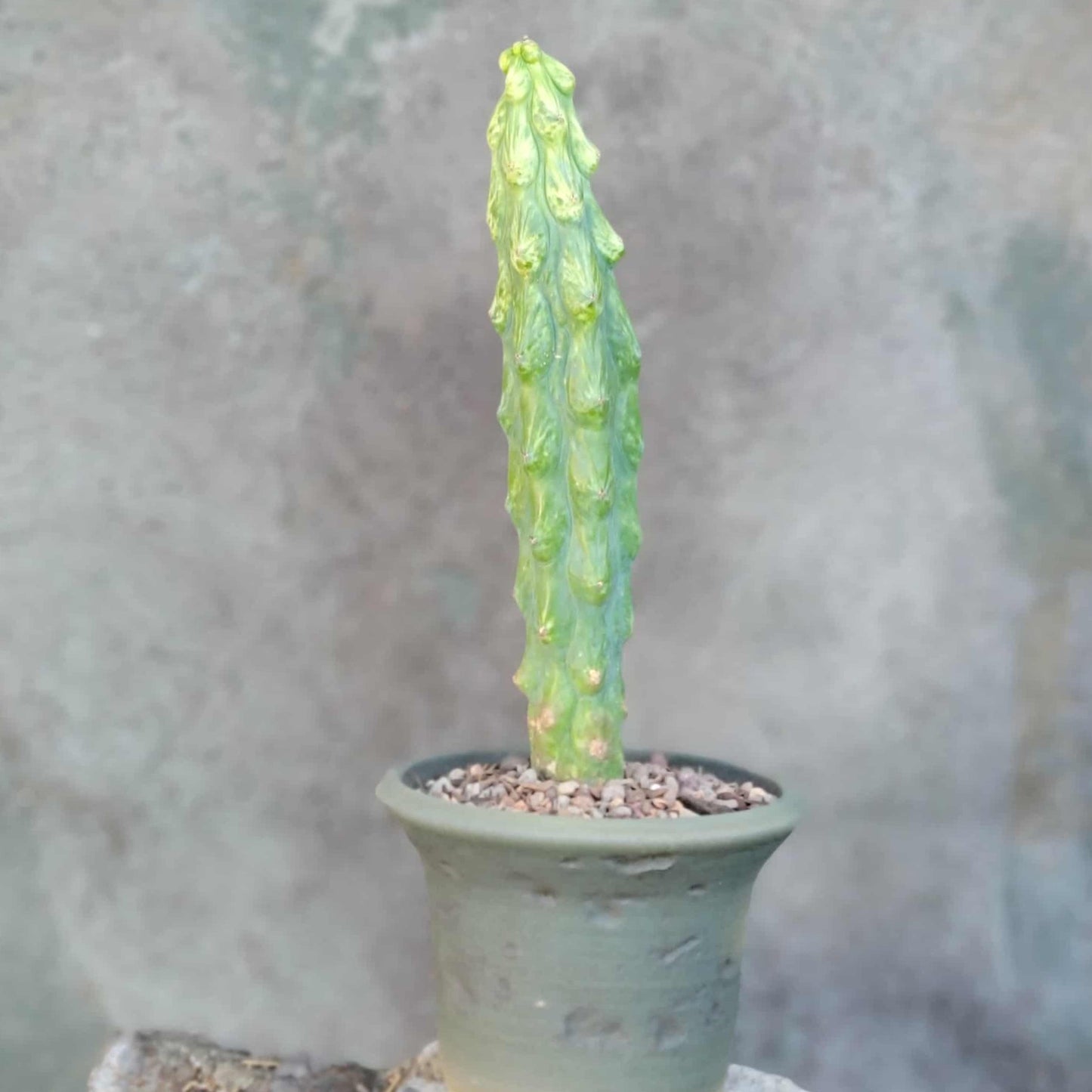 Myrtillocactus geometrizans 'Fukurokuryuzinboku' - Variegated Boobie Cactus - BIG