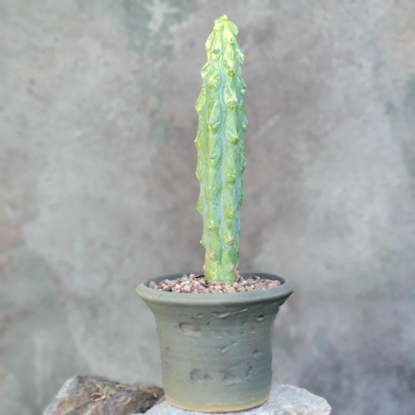 Myrtillocactus geometrizans 'Fukurokuryuzinboku' - Variegated Boobie Cactus - BIG
