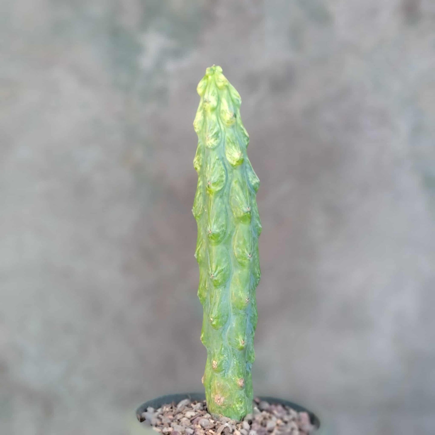 Myrtillocactus geometrizans 'Fukurokuryuzinboku' - Variegated Boobie Cactus - BIG