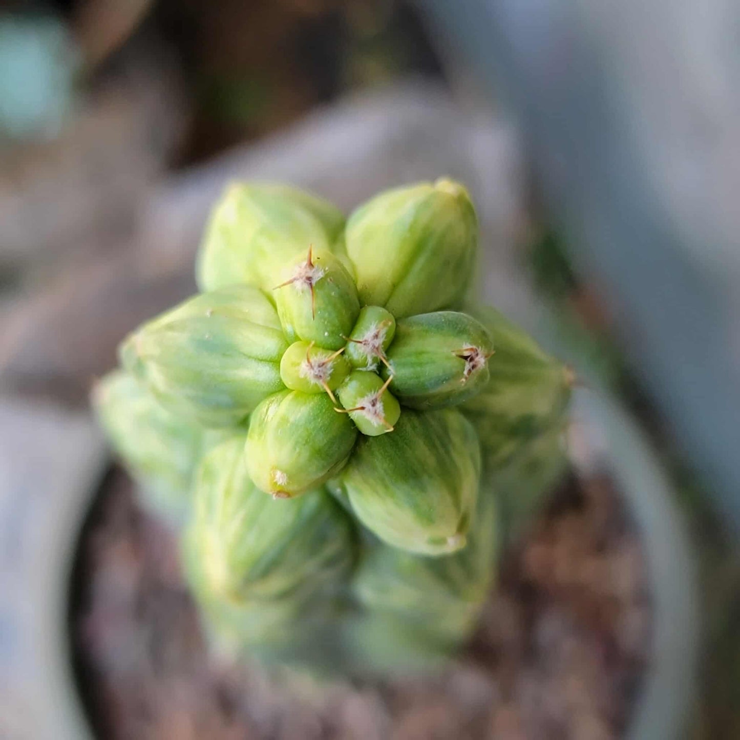 Myrtillocactus geometrizans 'Fukurokuryuzinboku' - Variegated Boobie Cactus - BIG