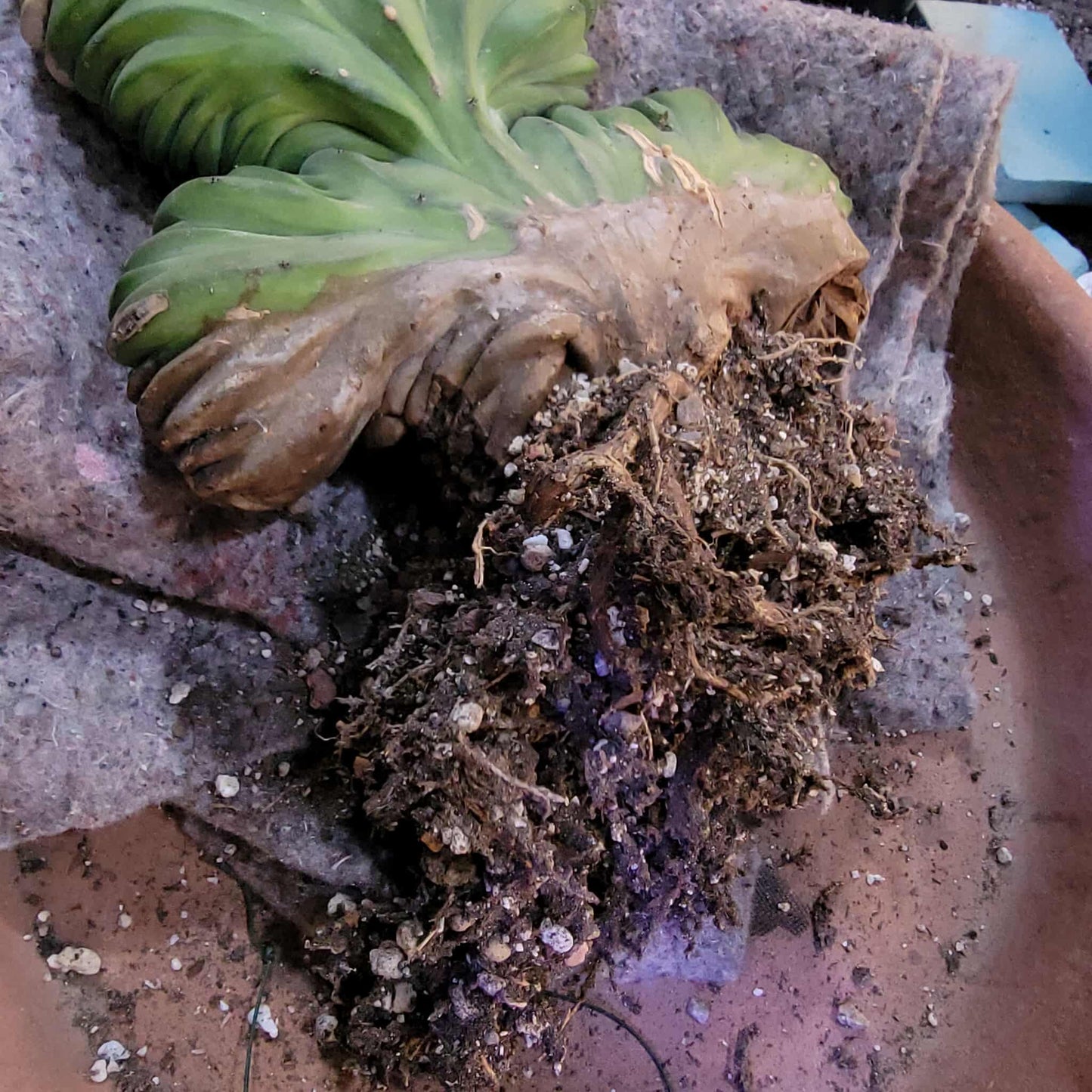 Myrtillocactus geometrizans cv. 'Strictum' f. cristata