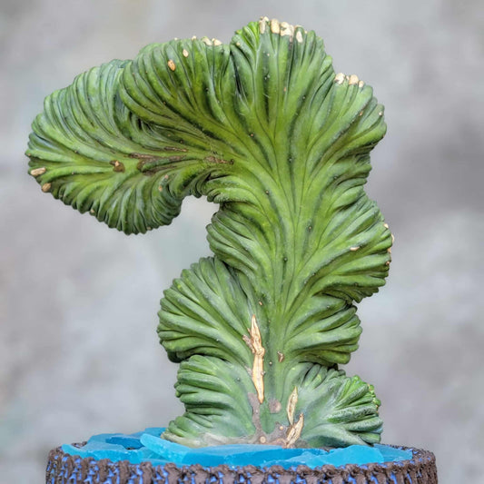 Myrtillocactus geometrizans cv. 'Strictum' f. cristata