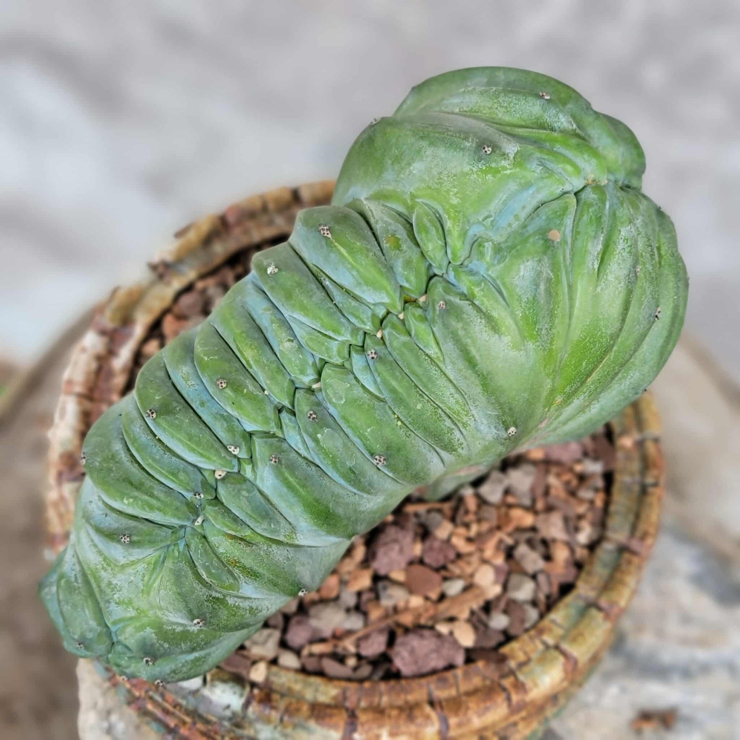 Myrtillocactus geometrizans cv. 'Strictum' f. cristata