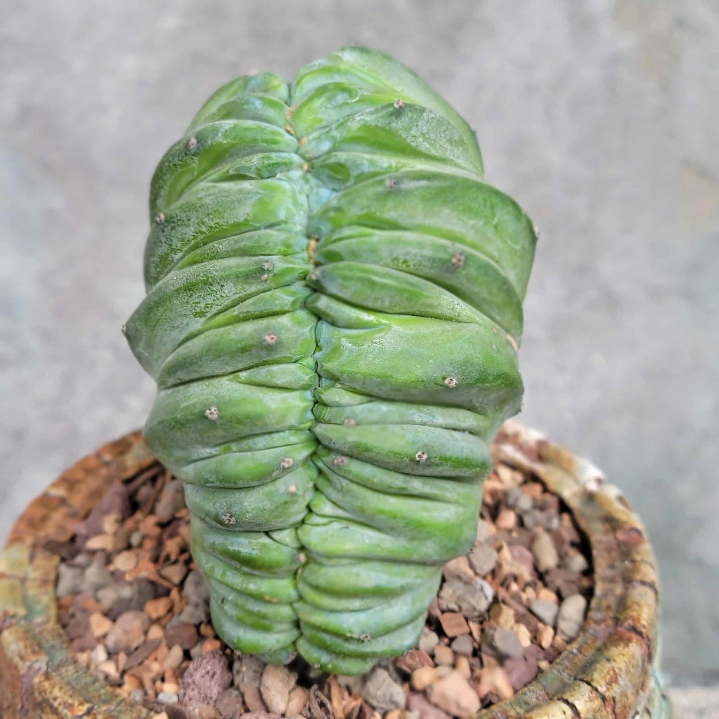 Myrtillocactus geometrizans cv. 'Strictum' f. cristata